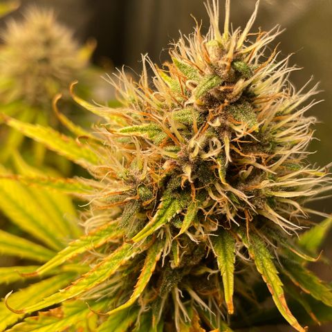 Pantufa lope  growlog timeline photo