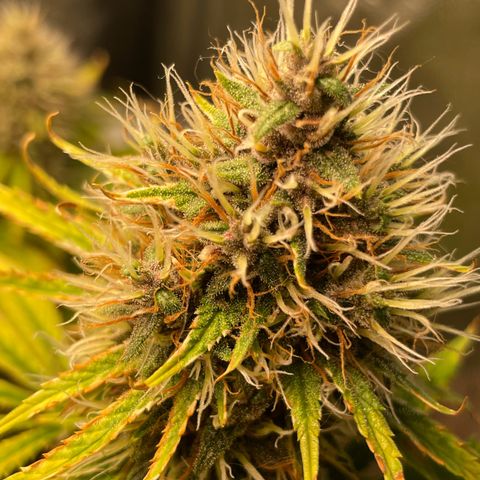 Pantufa lope  growlog timeline photo
