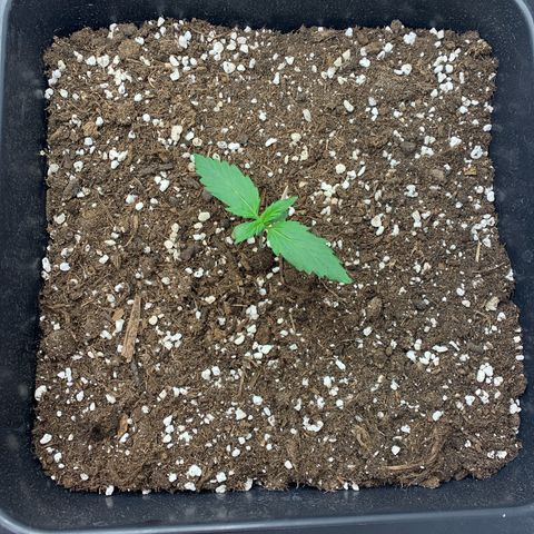 Bubble Kush growlog timeline photo