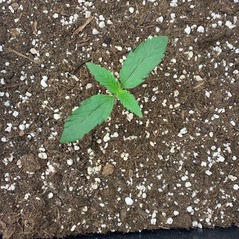 HulkBerry growlog timeline photo