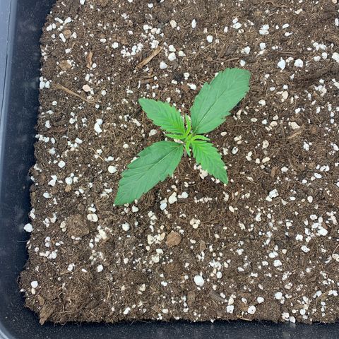 HulkBerry growlog timeline photo