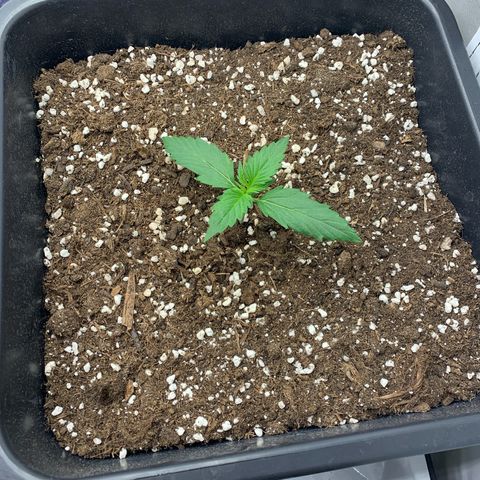 Bubble Kush growlog timeline photo