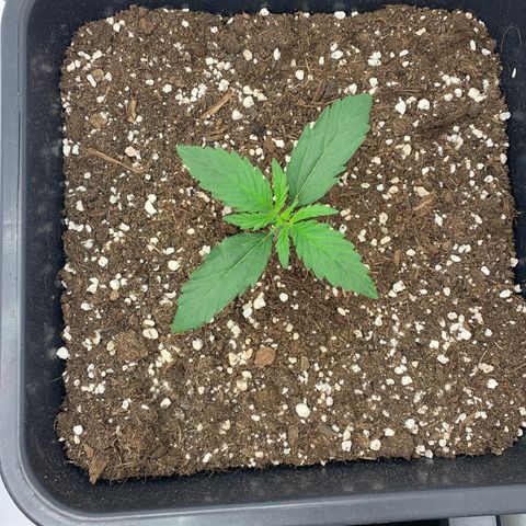 HulkBerry growlog timeline photo