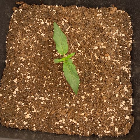 Grape Ape growlog timeline photo