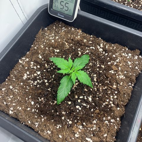 Haze Berry growlog timeline photo