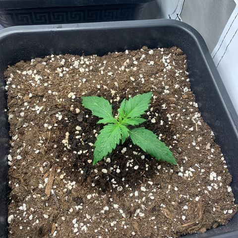 Bubble Kush growlog timeline photo