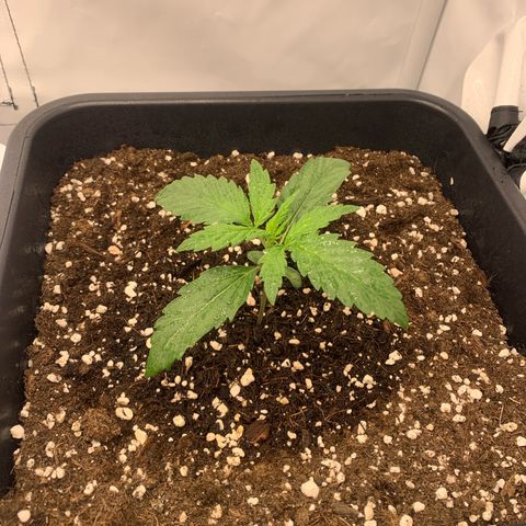 HulkBerry growlog timeline photo