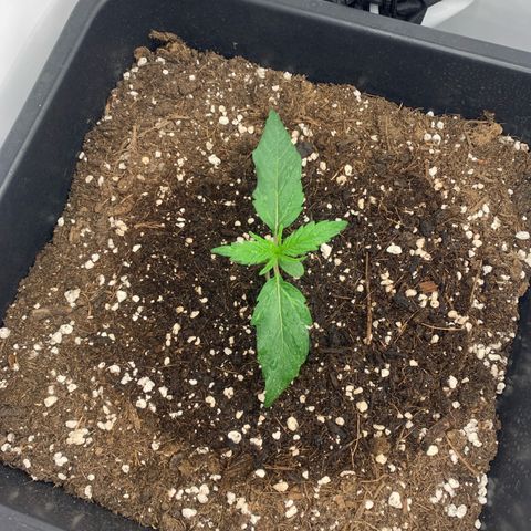 Grape Ape growlog timeline photo