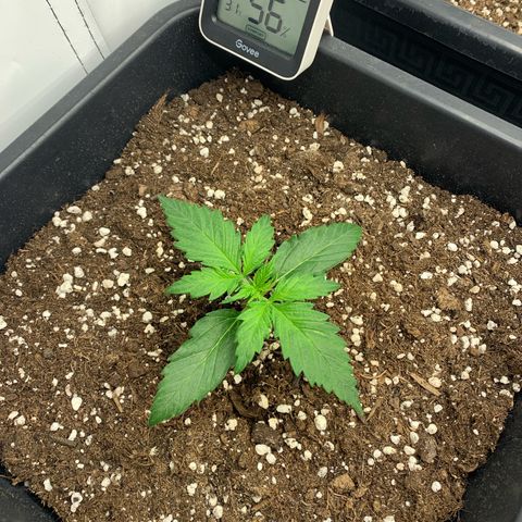Haze Berry growlog timeline photo
