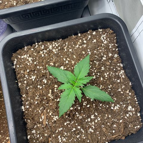 Bubble Kush growlog timeline photo