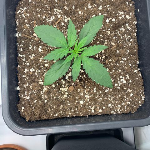 HulkBerry growlog timeline photo