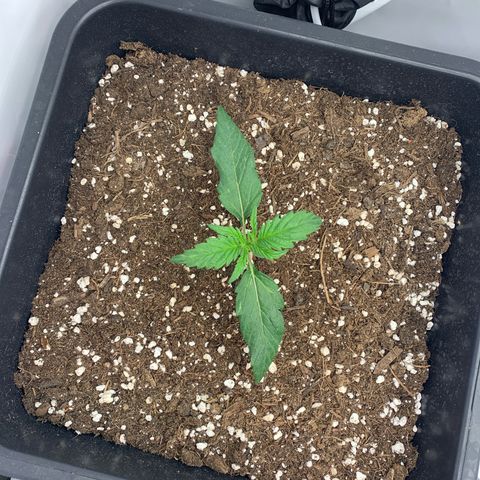 Grape Ape growlog timeline photo