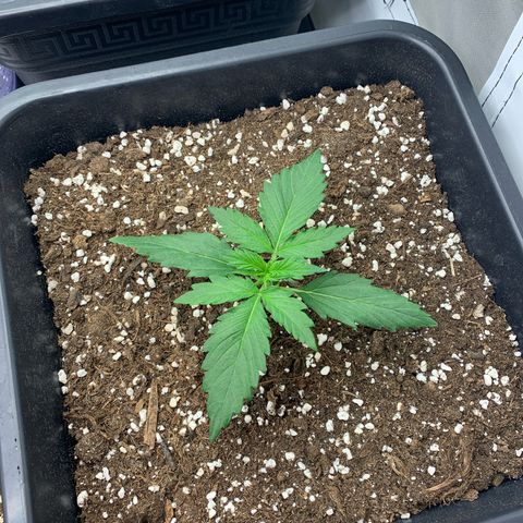 Bubble Kush growlog timeline photo