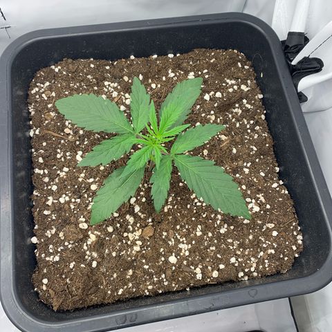 HulkBerry growlog timeline photo