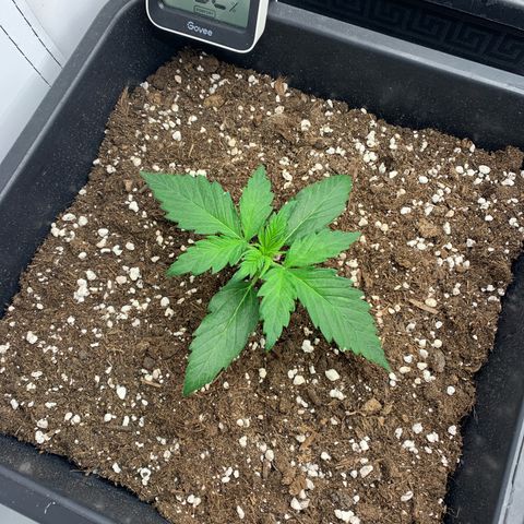 Haze Berry growlog timeline photo