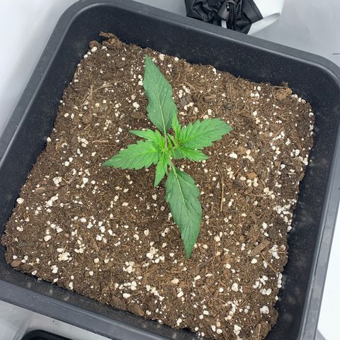 Grape Ape growlog timeline photo