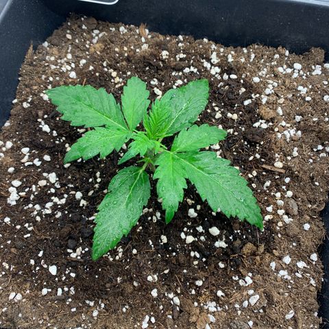 Haze Berry growlog timeline photo