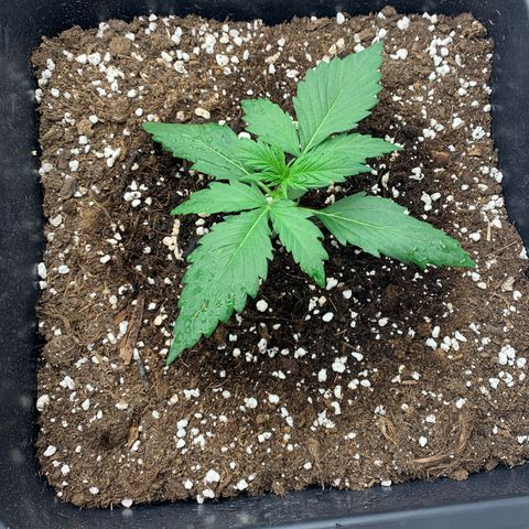 Bubble Kush growlog timeline photo