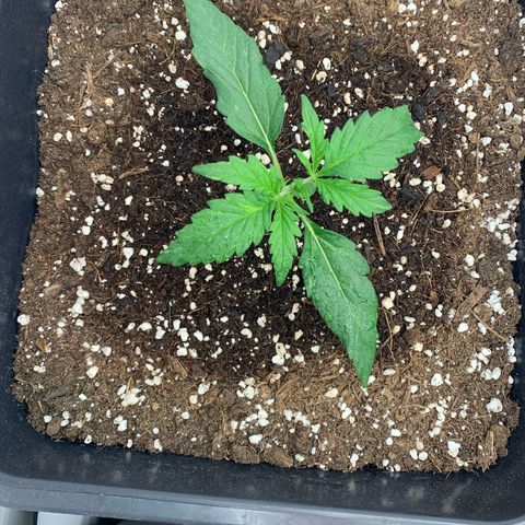 Grape Ape growlog timeline photo