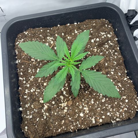 HulkBerry growlog timeline photo