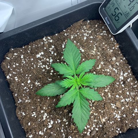 Haze Berry growlog timeline photo