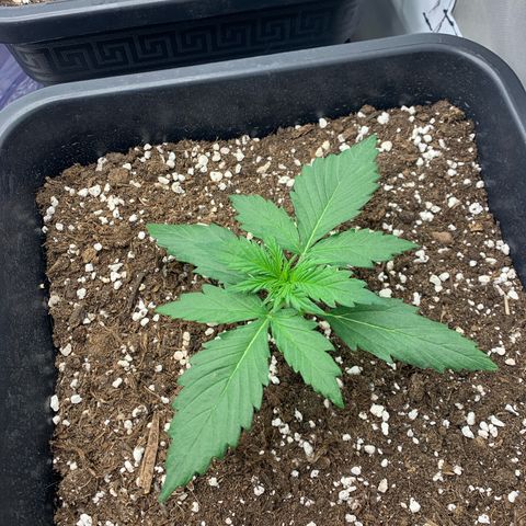Bubble Kush growlog timeline photo