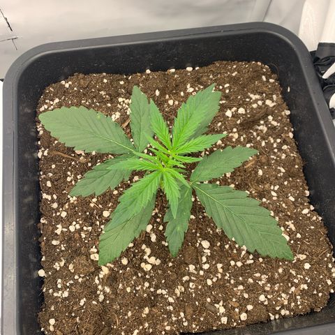 HulkBerry growlog timeline photo