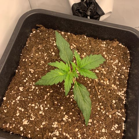 Grape Ape growlog timeline photo