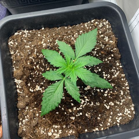 Bubble Kush growlog timeline photo