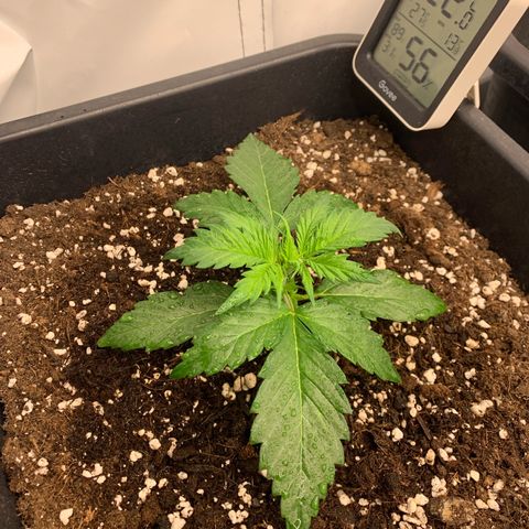Haze Berry growlog timeline photo