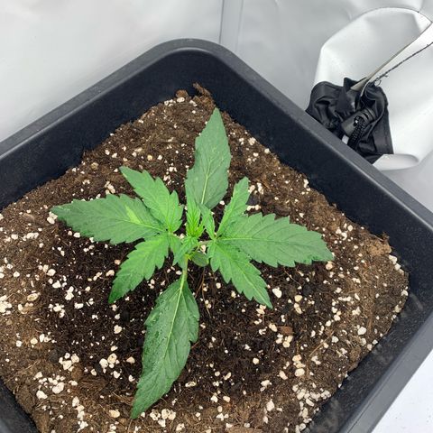 Grape Ape growlog timeline photo
