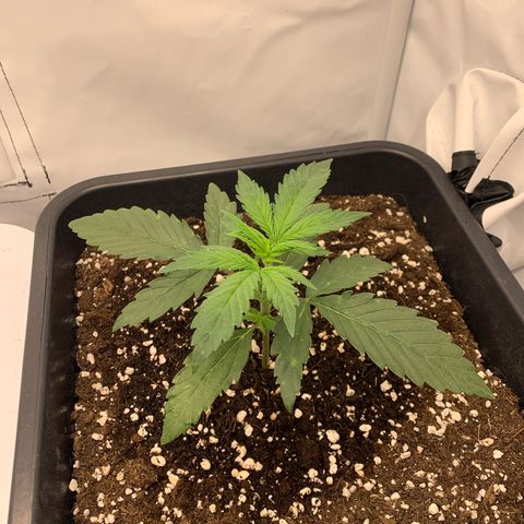 HulkBerry growlog timeline photo