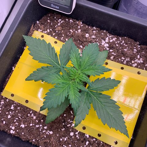 Haze Berry growlog timeline photo