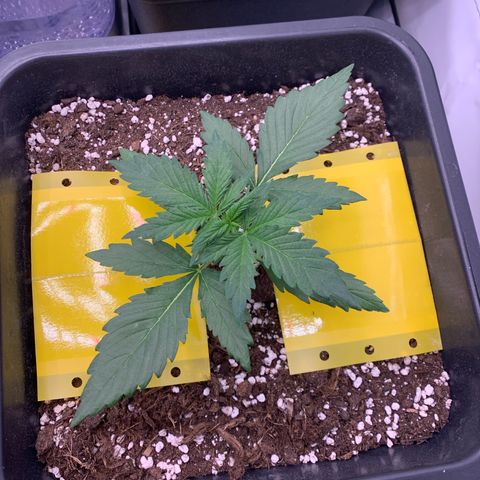 Bubble Kush growlog timeline photo