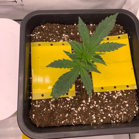 HulkBerry growlog timeline photo