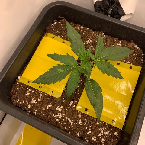 Grape Ape growlog timeline photo