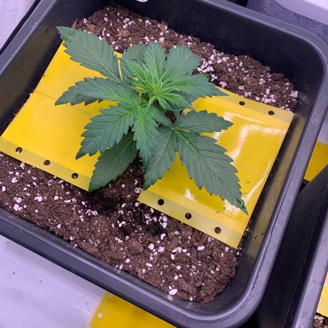 Haze Berry growlog timeline photo