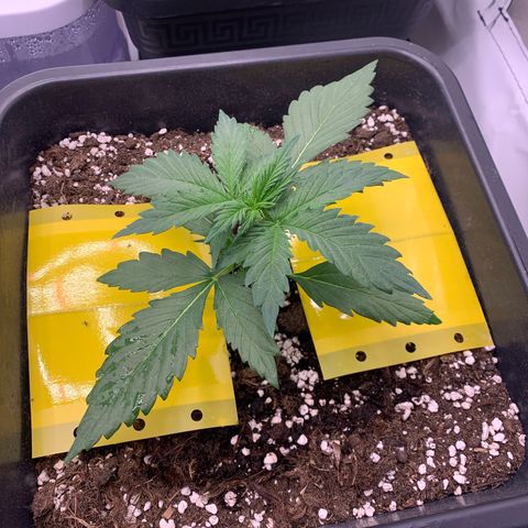 Bubble Kush growlog timeline photo