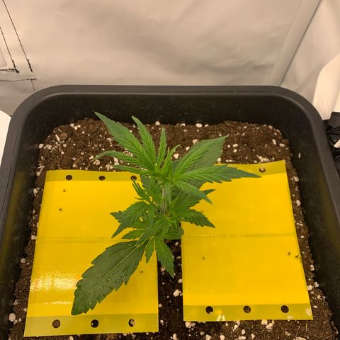 HulkBerry growlog timeline photo