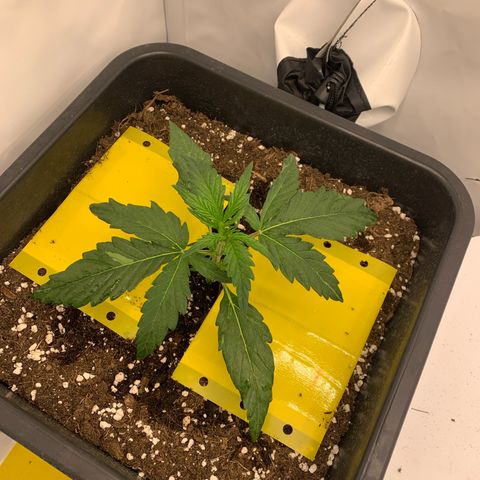 Grape Ape growlog timeline photo