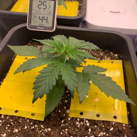 Haze Berry growlog timeline photo