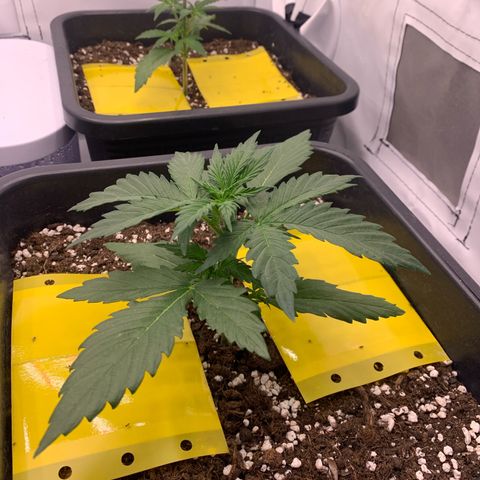 Bubble Kush growlog timeline photo