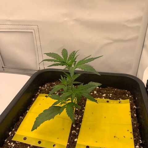 HulkBerry growlog timeline photo