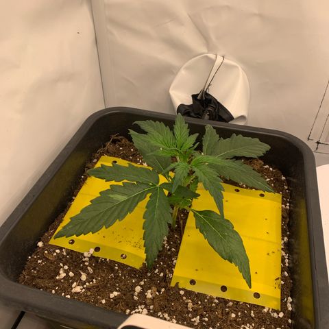 Grape Ape growlog timeline photo