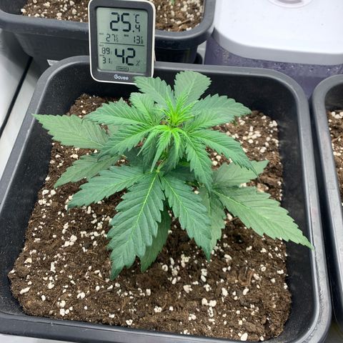Haze Berry growlog timeline photo