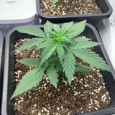 Bubble Kush growlog timeline photo