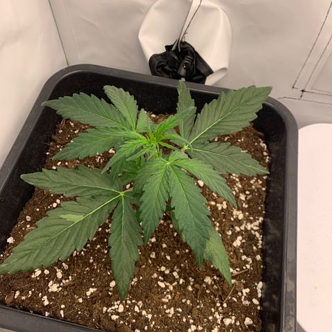 Grape Ape growlog timeline photo