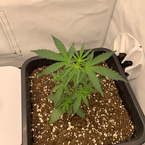 HulkBerry growlog timeline photo