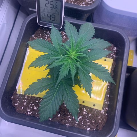 Haze Berry growlog timeline photo
