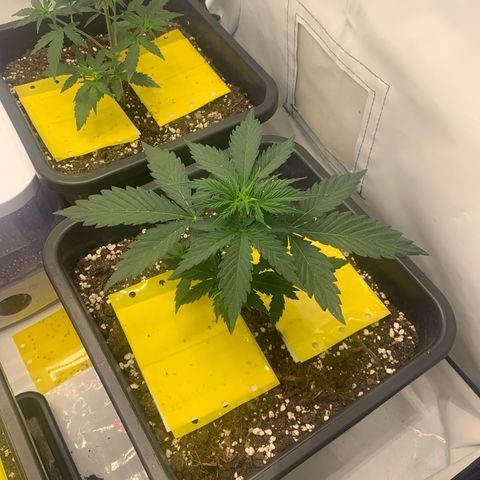 Bubble Kush growlog timeline photo